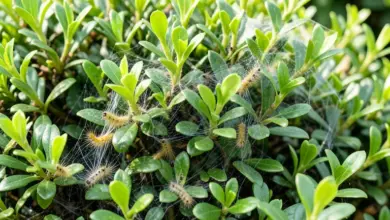 Postřik proti housenkám na buxus - ilustrační foto