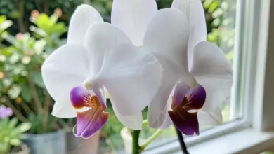 Pěstování a péče o orchidej dendrobium nobile - ilustrační foto
