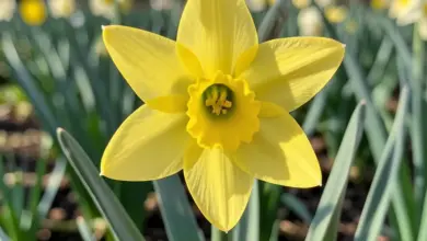 Význam a péče o narcis a narcismus - ilustrační foto