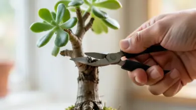 Jak vytvořit bonsai z tlustice krok za krokem - ilustrační foto