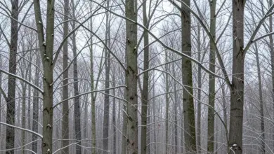 Vegetativní klid stromů a rostlin - ilustrační foto