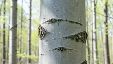 Vlastnosti a využití topol osika kůry - ilustrační foto