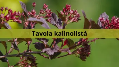 Větve tavoly kalinolisté s tmavě fialovými listy a kvetoucími pupeny.
