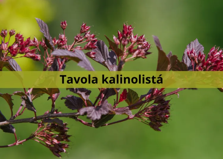 Větve tavoly kalinolisté s tmavě fialovými listy a kvetoucími pupeny.