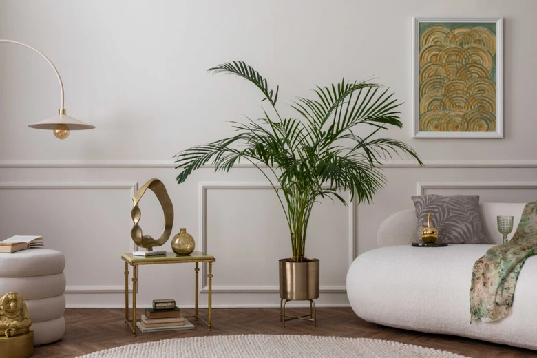 Indoor palm plant in pot