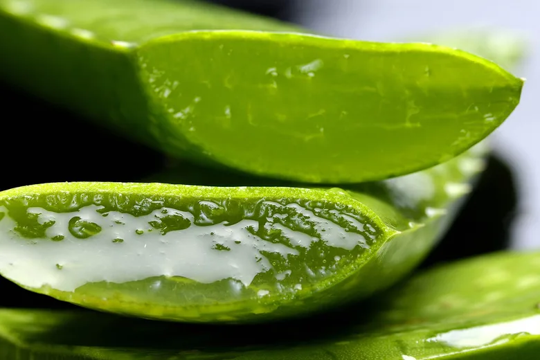 Čerstvé řezané listy aloe vera s viditelným průsvitným gelem.