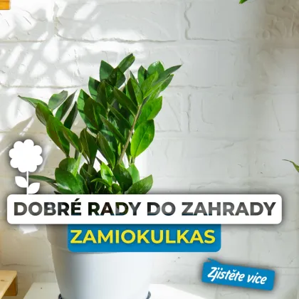 Zdravá rostlina zamiokulkas v bílé květináč na sluneční zdi.