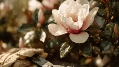 Magnolie kvetoucí s zahradnickými rukavicemi a nůžkami pro stříhání.