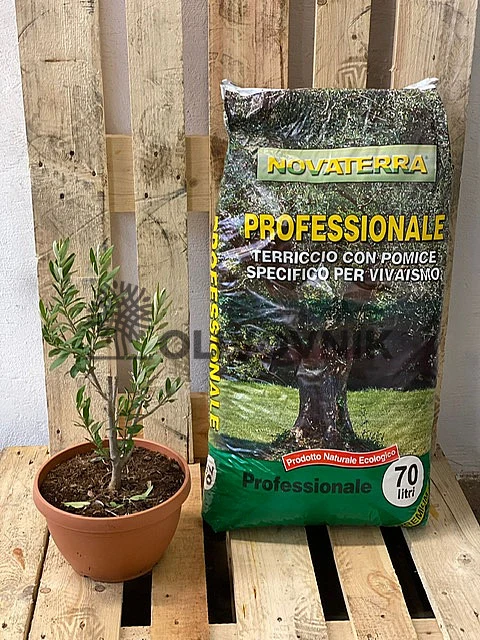 Mladý olivovník v hrnci vedle sáčku profesionálního substrátu pro živé rostliny