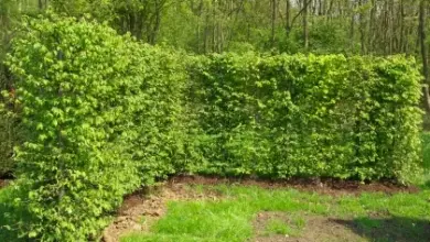 Zelený živý plot v zahradě s trávníkem a stromy na pozadí.