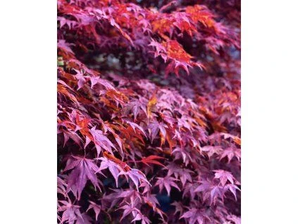 Fotografie červených listů japonského javoru s ostrými laloky.