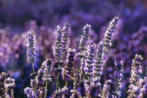 Lavender field close-up