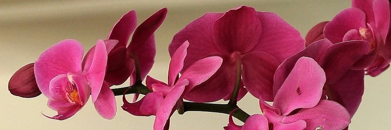 Růžové květy faleropisní orchideje v interiéru