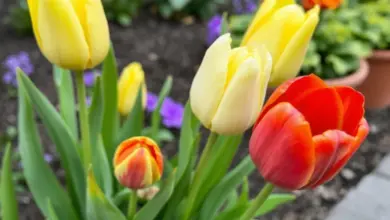 Žluté a červené tulipány v květináči na zahradě