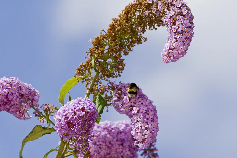 Butterfly bush flowers with bumblebee