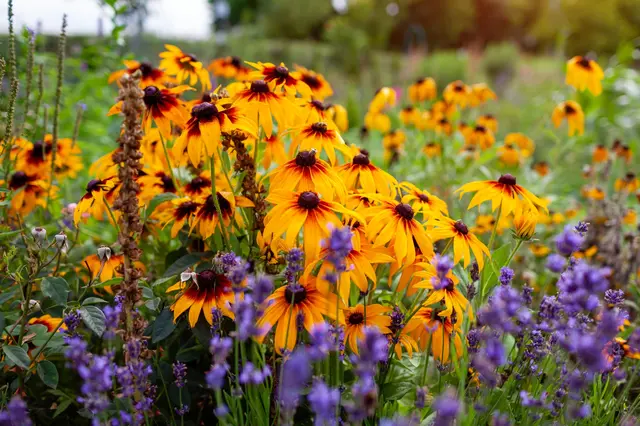 Zlaté rudbeckie fialové levandule v trvalkovém záhonu