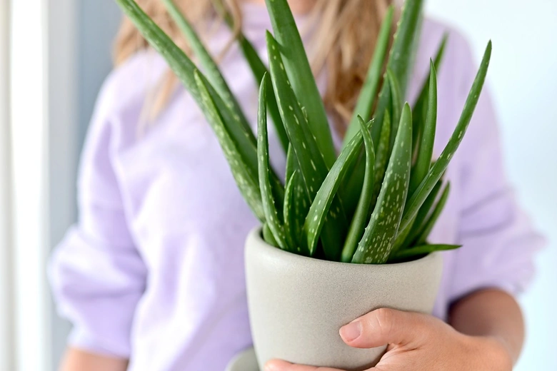 Aloe vera in pot held by person