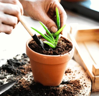 Ruce zasazují sazenici aloe vera do květináče s půdou.