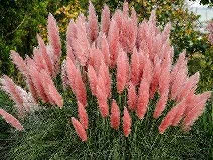 Růžové peří vysoké okrasné trávy na slunci v zahradě.