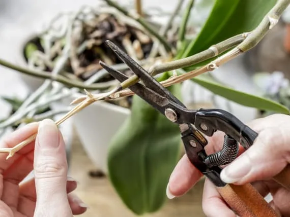 Ruční nůžky řezou suchý stonku orchideje po odkvetu.