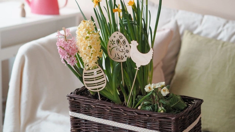 Květinová výsadba do truhlíku s narcisy a hyacinty na jaře