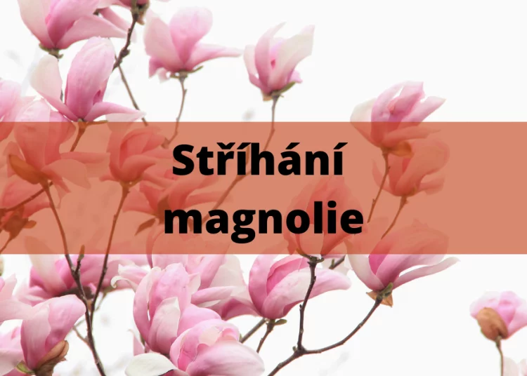Růžové květy magnolie na větvích připravené k řezu