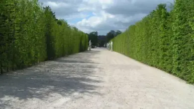 Široká cesta s vysokými živými ploty po obou stranách.
