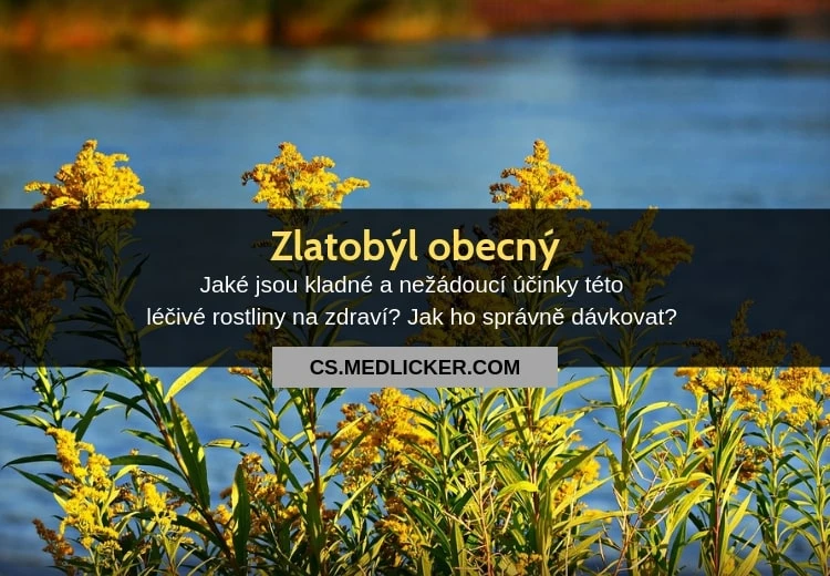 Fotografie běžného zlatobýlu rostoucího u vody.
