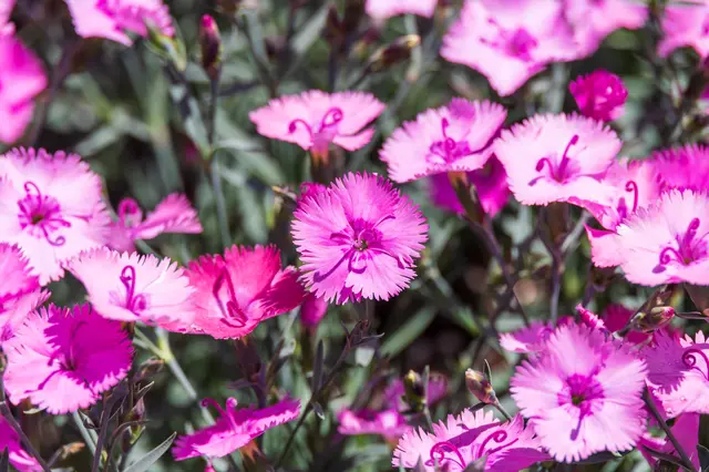 Růžové květy karafiátu Dianthus caryophyllus v zahradním prostředí.