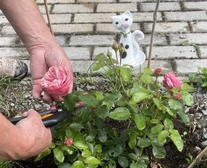 Ruční stříhání růží zahradními nůžkami v květinovém záhonu.