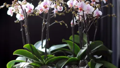 Fotografie vnitřní orchideje s květy a pupeny pro článek o pěstování.