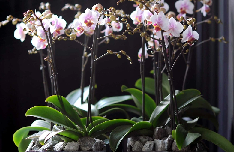 Fotografie vnitřní orchideje s květy a pupeny pro článek o pěstování.