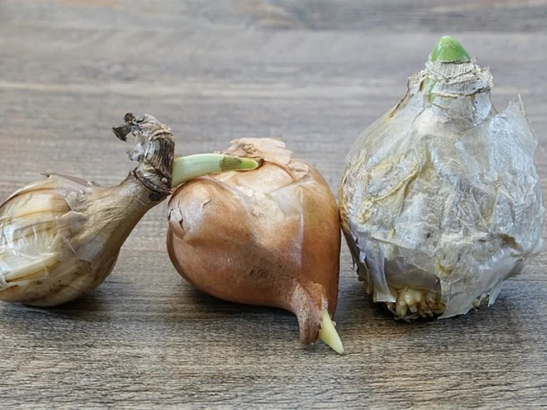Tři cibulovité květiny s výhonky na dřevěném povrchu.