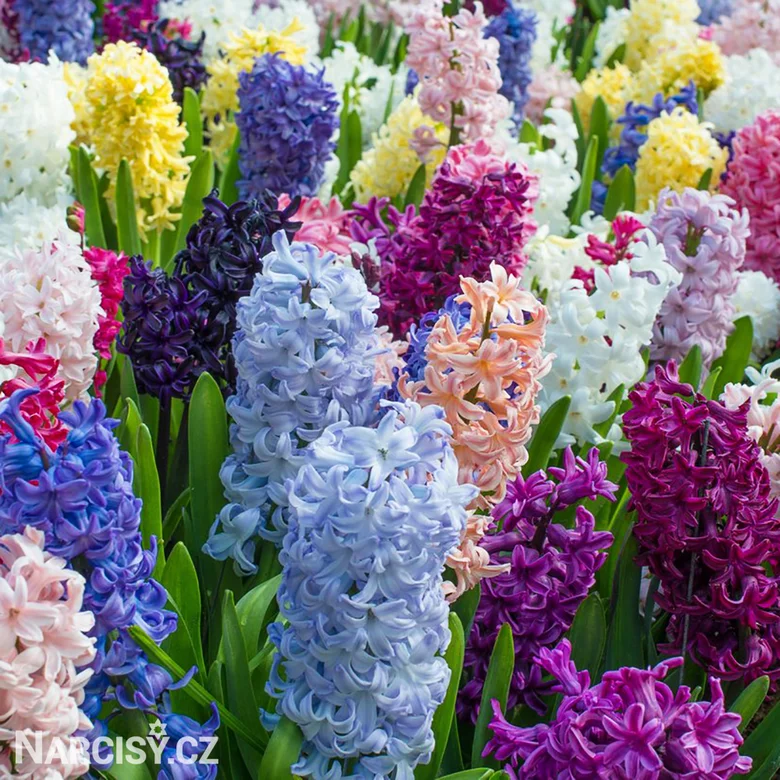 Květináče s barevnými hyacinty v plném květu