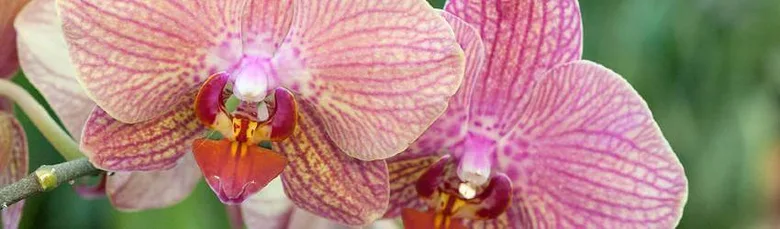 Růžová faleropsoidea orchidej v plném květu s jemnými žilkami.