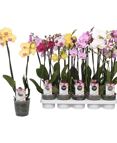 Kolekce barevných kvetoucích orchidejí v hrnci na bílém podkladu.