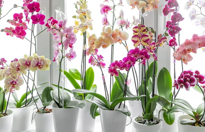 Květináčové orchideje v okně na světlém podkladě.