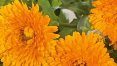 Jasné fotografie oranžových květů měsíčku lékařského rostoucího v zahradě.