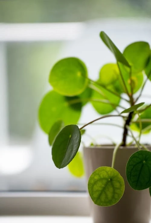 Zelená rostlina pilea peperomioides v květináč u okna.