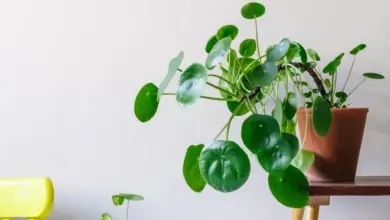 Rostlina pilea peperomioides v hrncích na bílém stole.