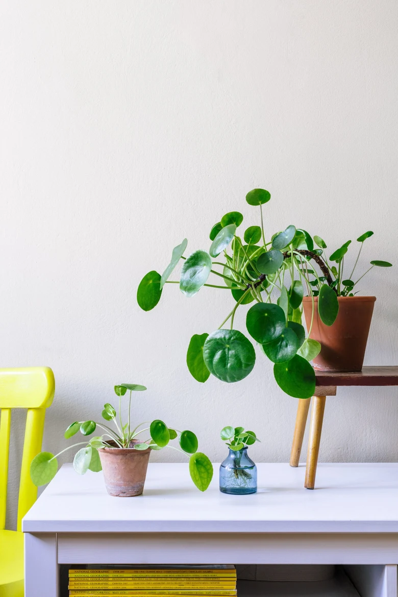 Rostlina pilea peperomioides v hrncích na bílém stole.