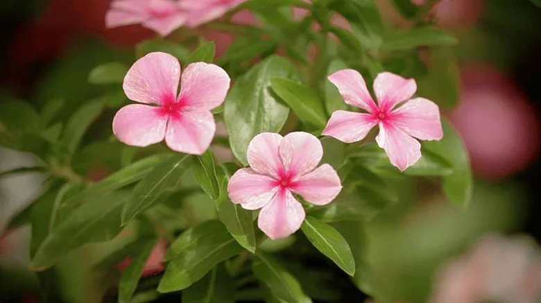 Růžové květy Catharanthus roseus s zelenými listy v zahradním prostředí.