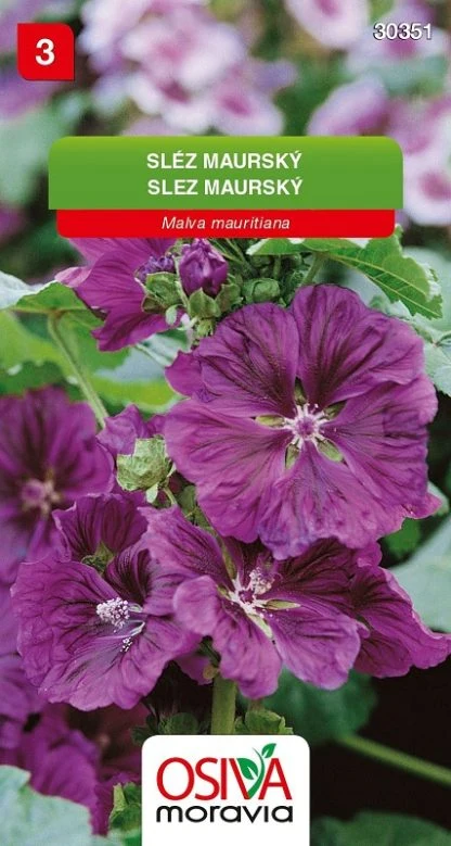 Fialové květy maurského slézu na zeleném listí.
