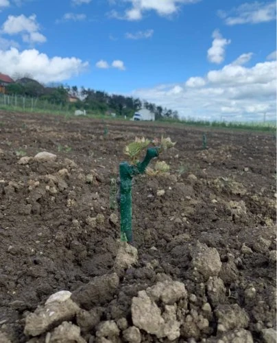 Zelený řezaný výhon vinné révy po základním řezu na poli.
