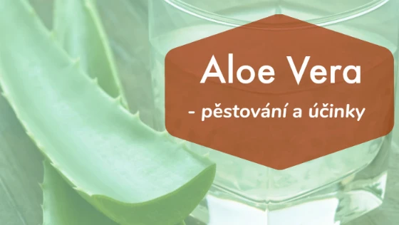 Čerstvé listy aloe vera s průhledným gelem v sklenici.