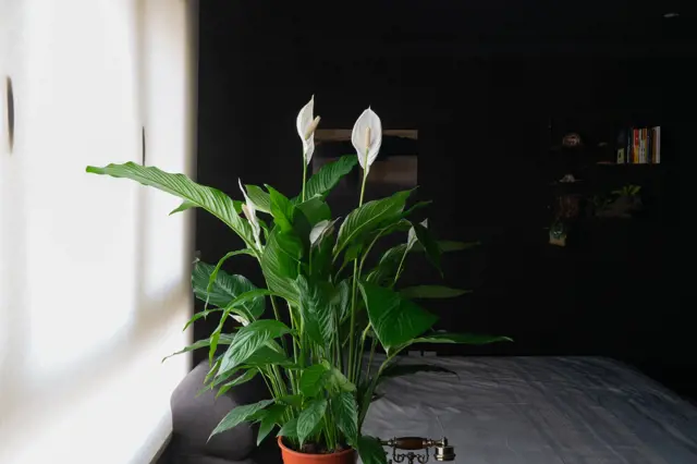 Květina Spathyphyllum v hrnci u okna s jasným světlem.