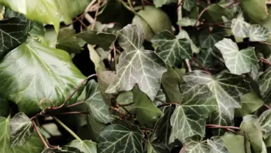 English ivy leaves on vine