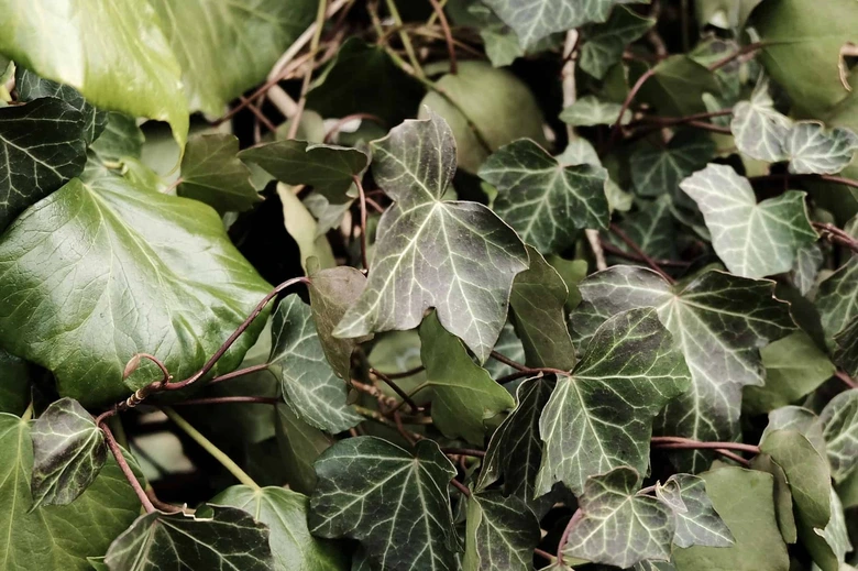 English ivy leaves on vine
