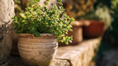 Malá hrnčíková rostlina s listy v keramickém květináči na kamenné lavičce.