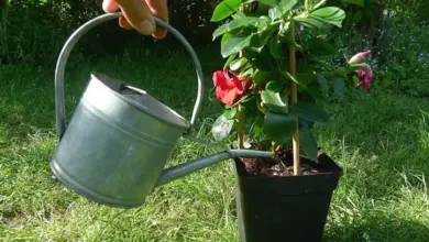 Zálivka rostliny v květináči na trávníku.